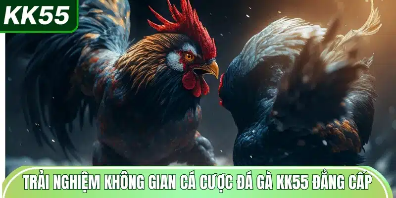 Đá Gà KK55 | Hệ Thống Trận Đỉnh Cao 1 trai-nghiem-khong-gian-ca-cuoc-da-ga-kk55-dang-cap